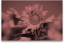 Picture with recolor